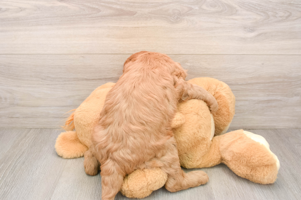 Petite Mini Goldendoodle Poodle Mix Pup