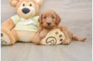 Popular Mini Goldendoodle Poodle Mix Pup