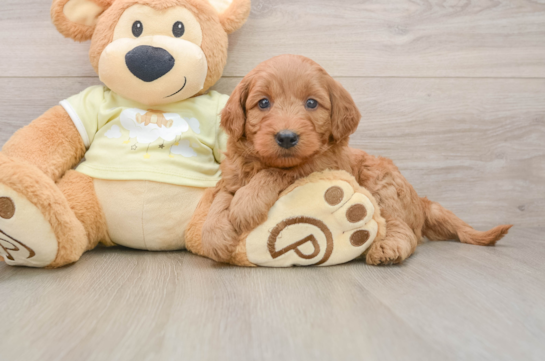 Popular Mini Goldendoodle Poodle Mix Pup