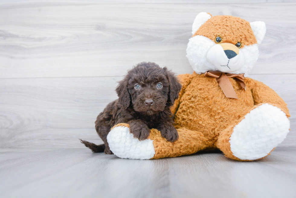 Mini Goldendoodle Pup Being Cute