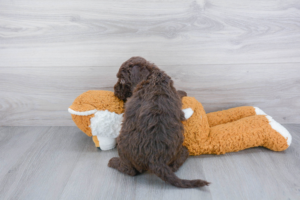 Cute Mini Goldendoodle Baby