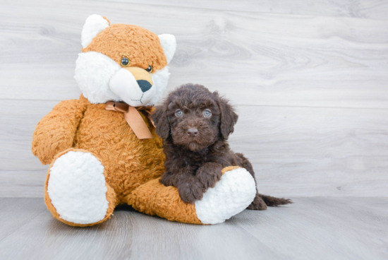 Petite Mini Goldendoodle Poodle Mix Pup