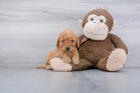 Playful Golden Retriever Poodle Mix Puppy