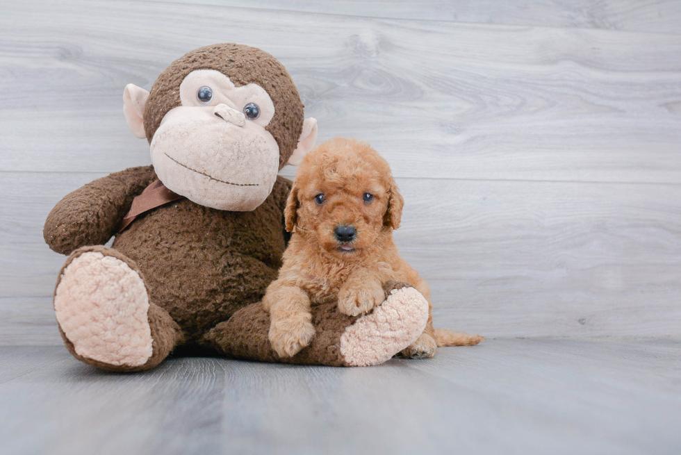 Petite Mini Goldendoodle Poodle Mix Pup