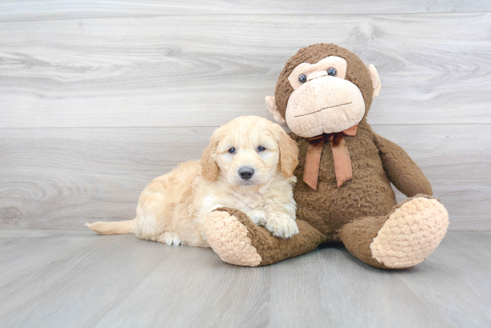 Best Mini Goldendoodle Baby