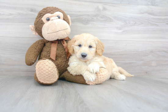 Best Mini Goldendoodle Baby