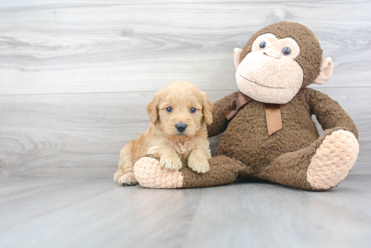 Energetic Golden Retriever Poodle Mix Puppy