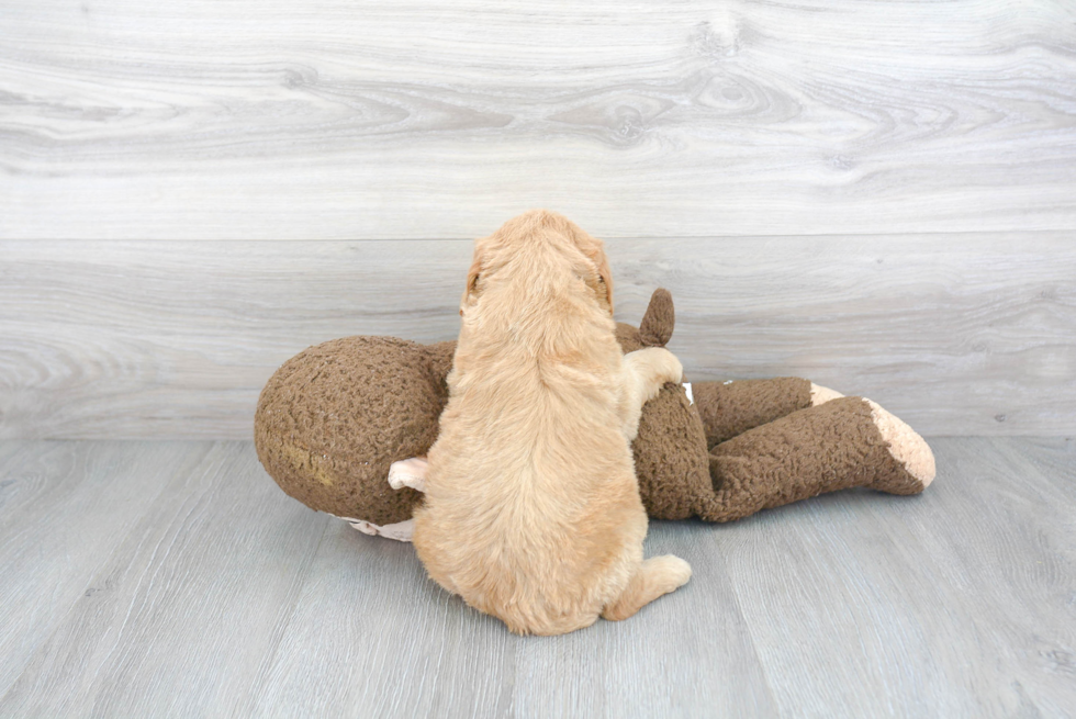 Popular Mini Goldendoodle Poodle Mix Pup