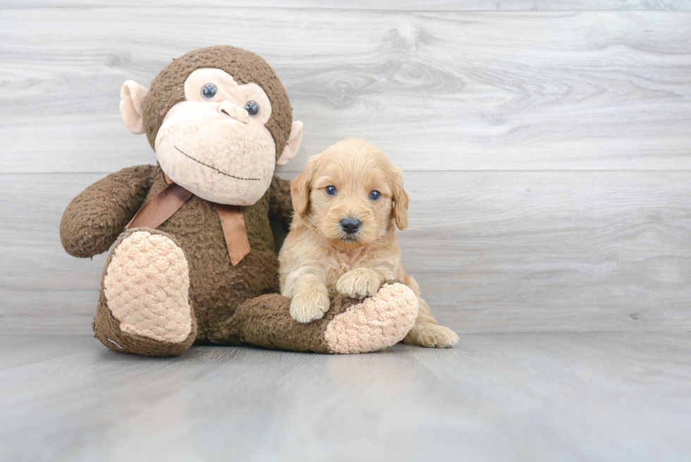 Smart Mini Goldendoodle Poodle Mix Pup