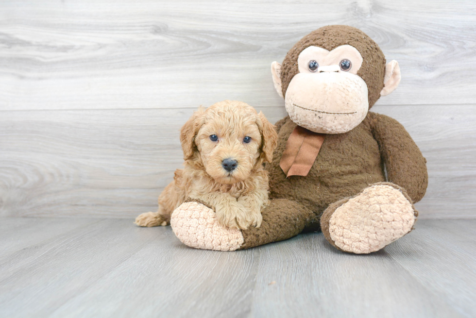 Best Mini Goldendoodle Baby