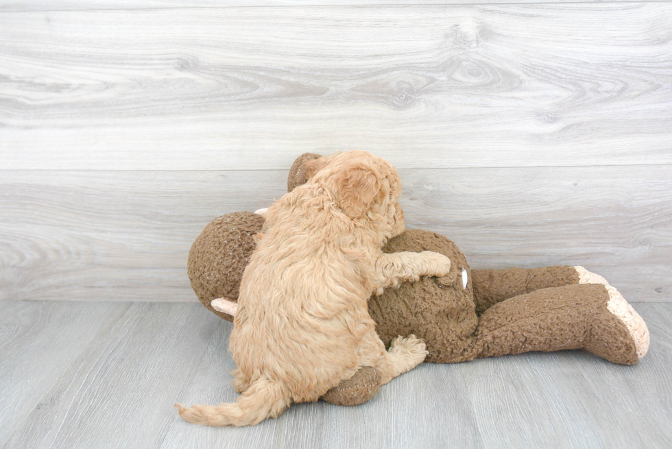 Popular Mini Goldendoodle Poodle Mix Pup