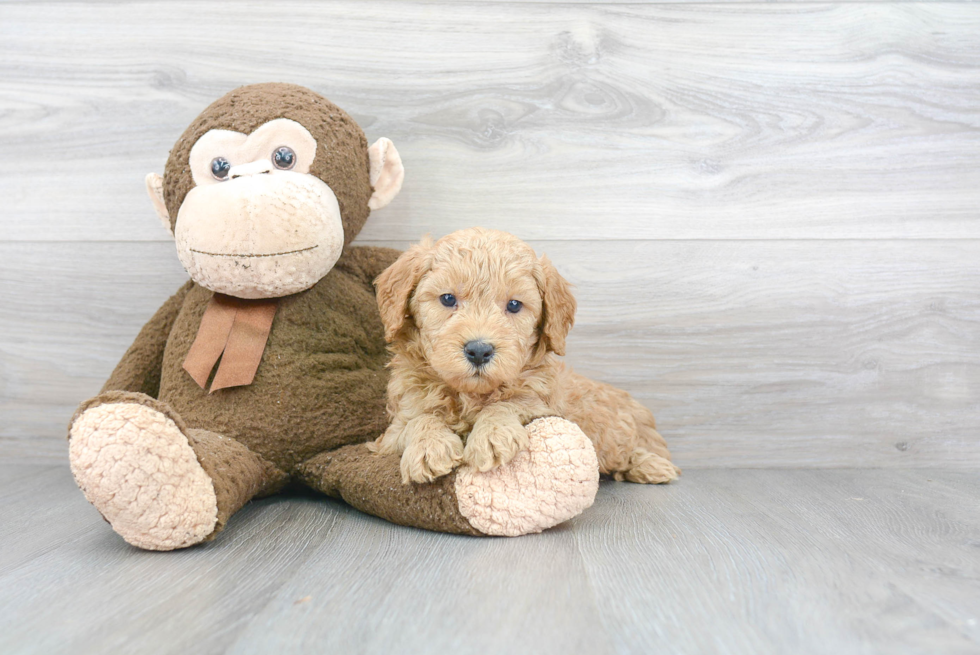 Funny Mini Goldendoodle Poodle Mix Pup