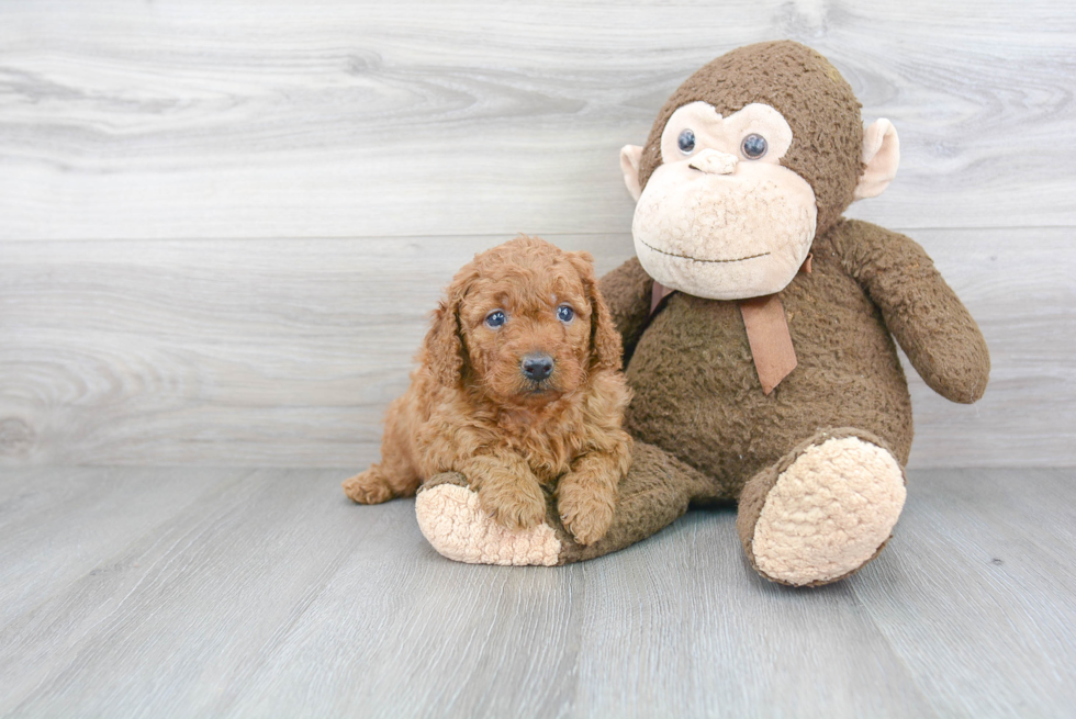 Mini Goldendoodle Pup Being Cute