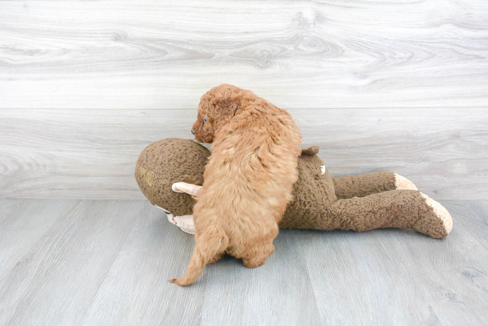 Petite Mini Goldendoodle Poodle Mix Pup