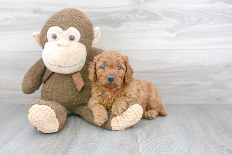 Smart Mini Goldendoodle Poodle Mix Pup