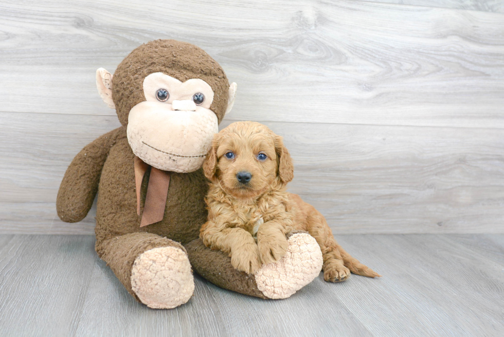 Happy Mini Goldendoodle Baby