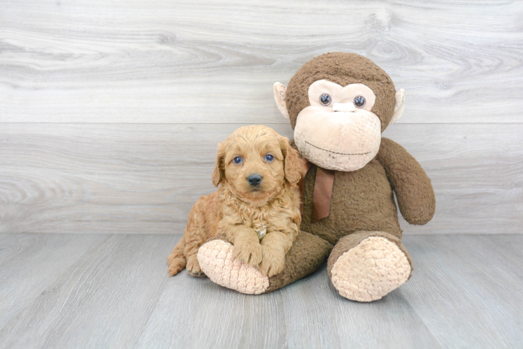 Mini Goldendoodle Puppy for Adoption