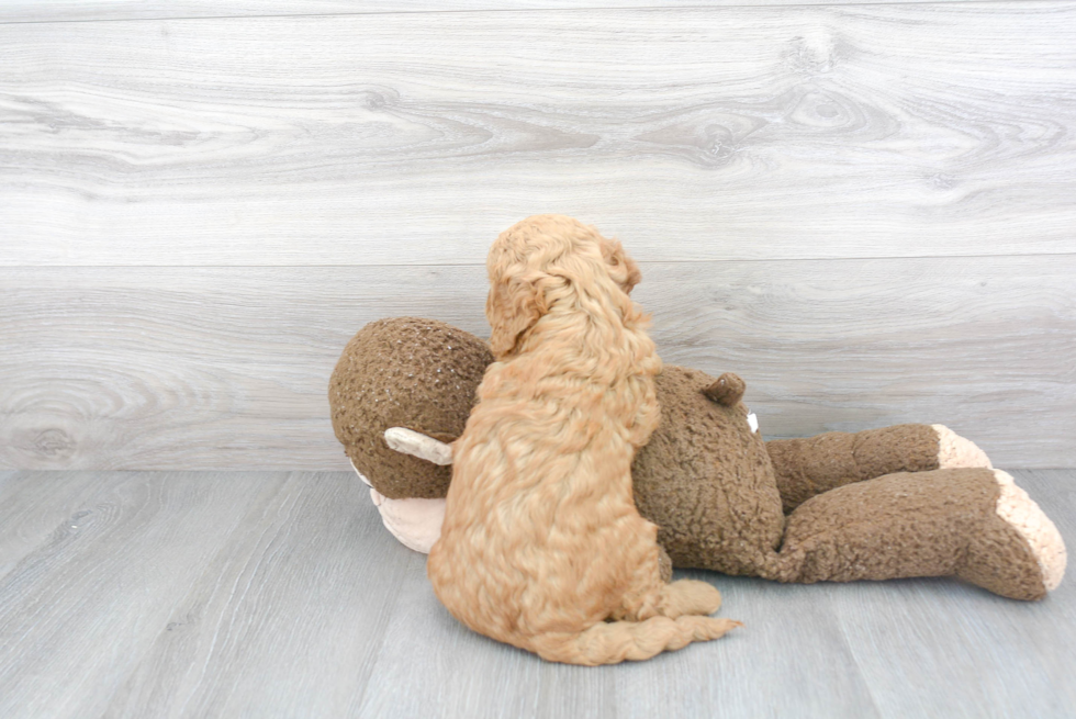 Mini Goldendoodle Puppy for Adoption