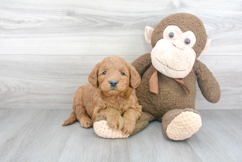 Funny Mini Goldendoodle Poodle Mix Pup