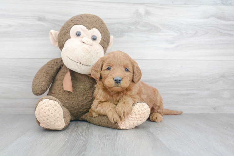 Small Mini Goldendoodle Baby