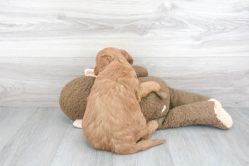 Mini Goldendoodle Pup Being Cute