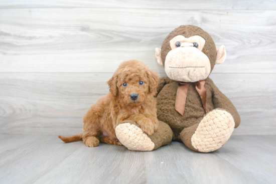 Best Mini Goldendoodle Baby