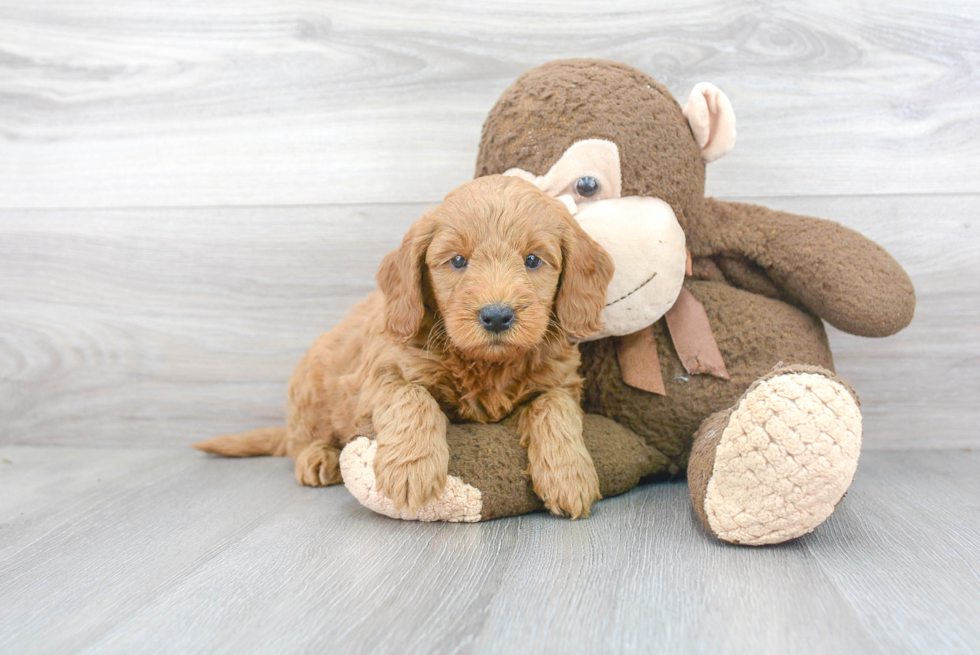 Mini Goldendoodle Pup Being Cute