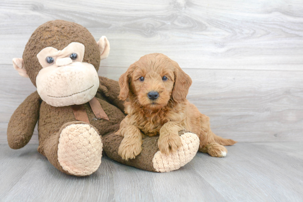 Mini Goldendoodle Puppy for Adoption