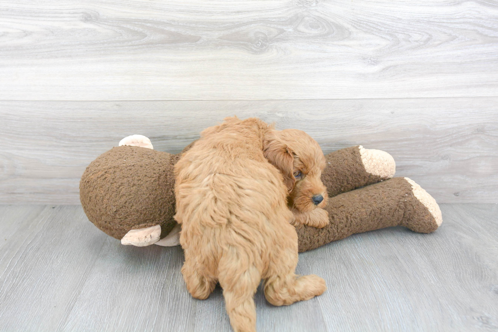 Funny Mini Goldendoodle Poodle Mix Pup