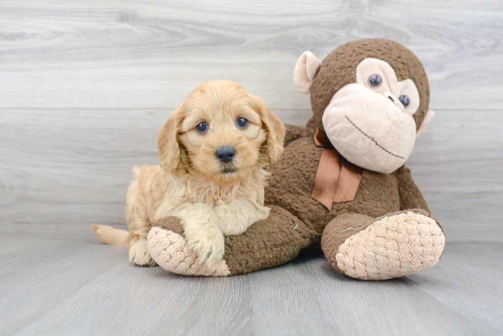 Mini Goldendoodle Puppy for Adoption