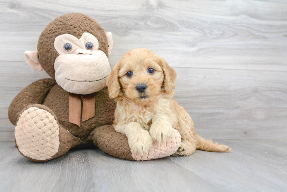 Mini Goldendoodle Pup Being Cute