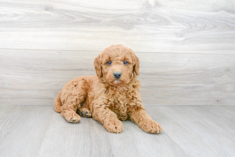 Mini Goldendoodle Pup Being Cute