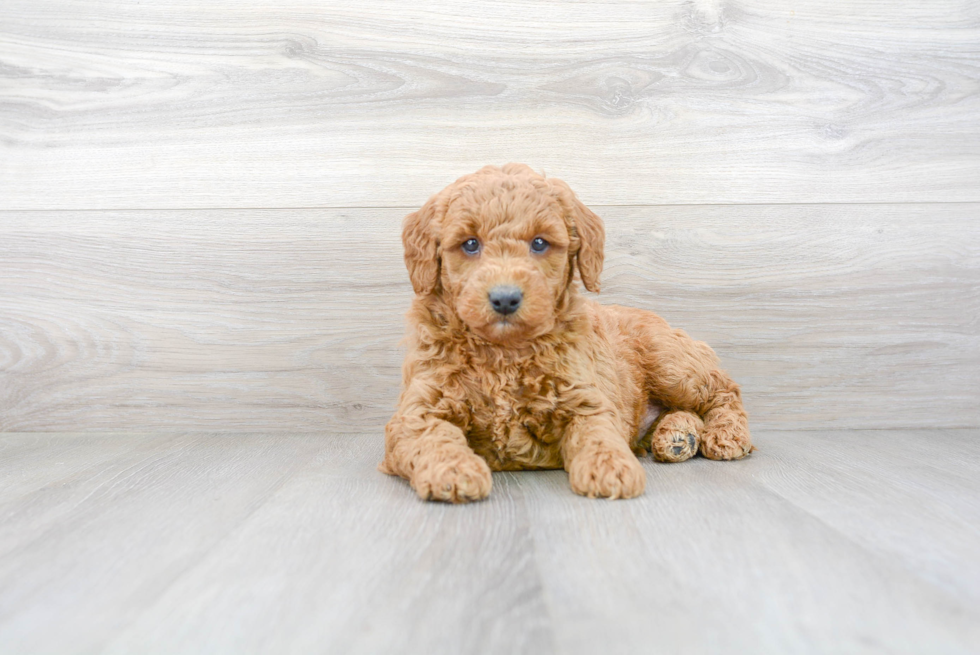 Mini Goldendoodle Puppy for Adoption