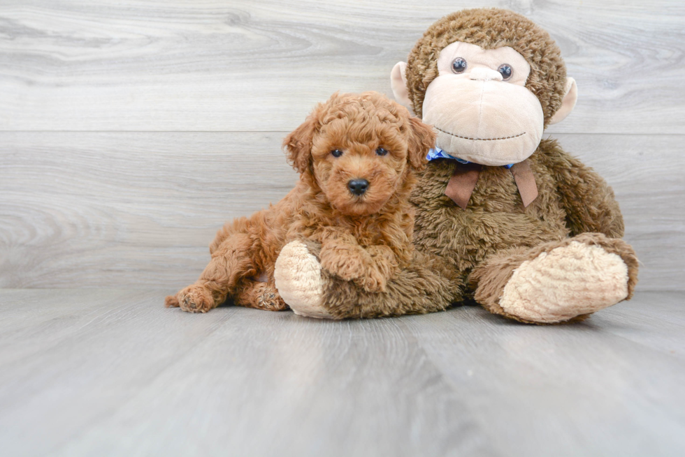 Mini Goldendoodle Puppy for Adoption