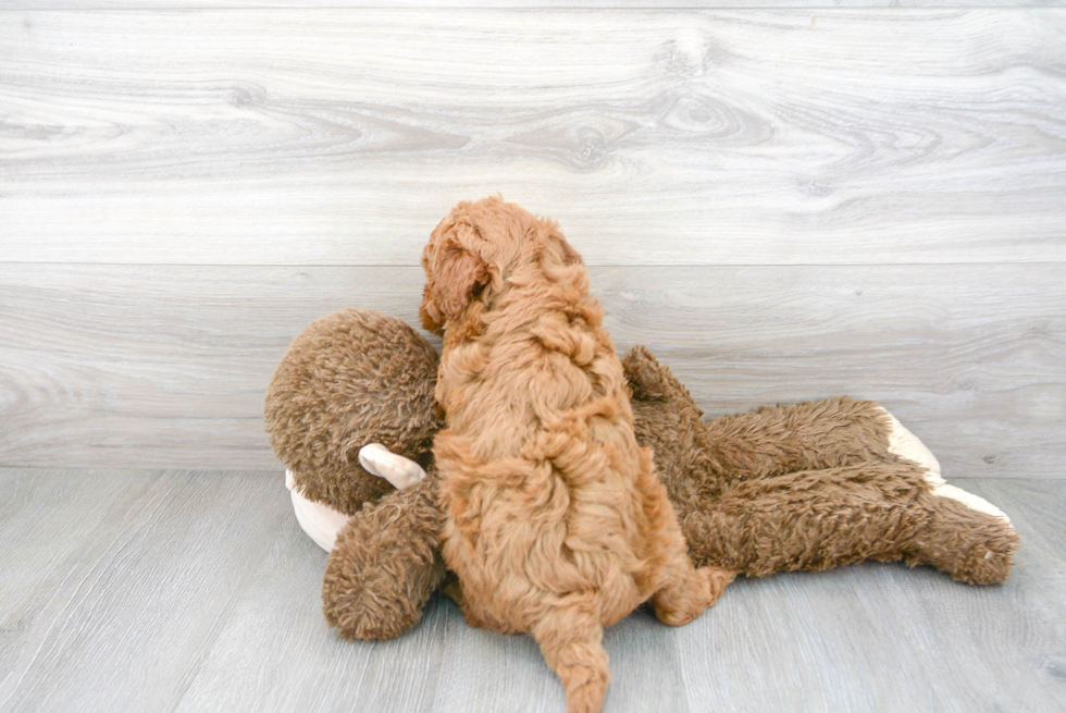 Small Mini Goldendoodle Baby