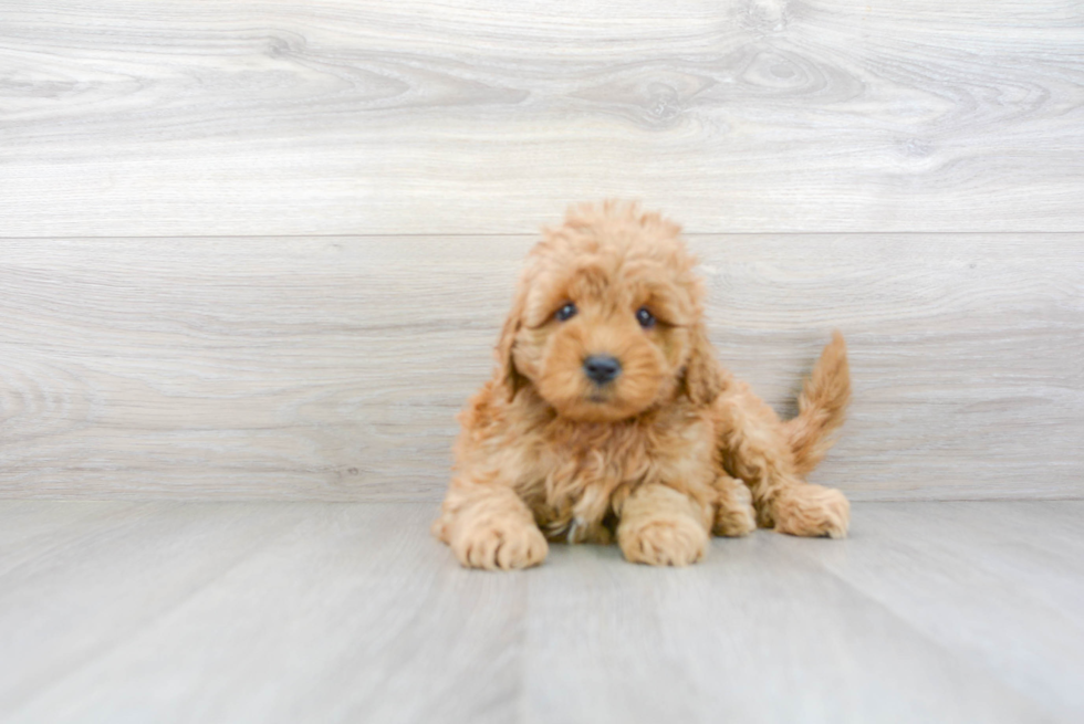 Energetic Golden Retriever Poodle Mix Puppy