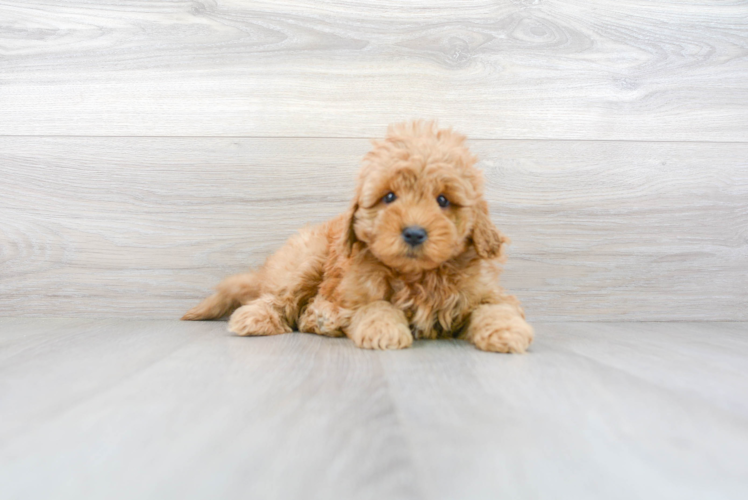 Adorable Golden Retriever Poodle Mix Puppy