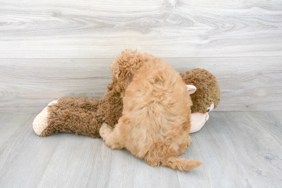 Mini Goldendoodle Pup Being Cute