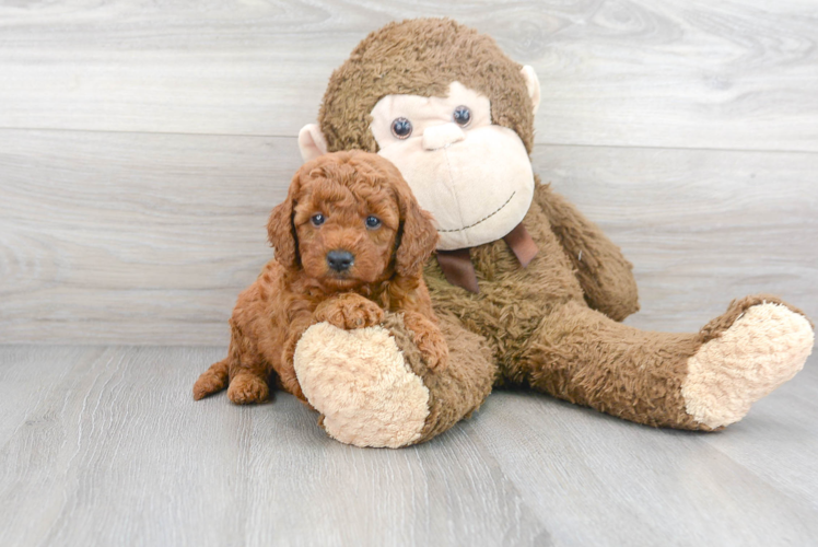 Fluffy Mini Goldendoodle Poodle Mix Pup