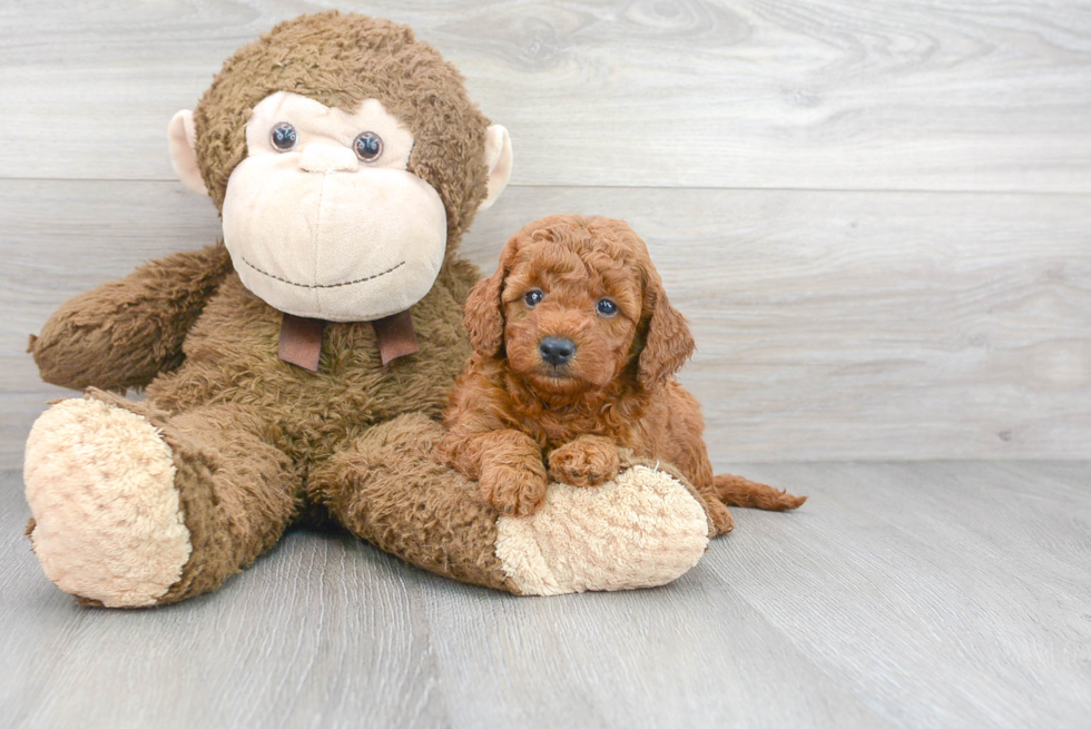 Hypoallergenic Golden Retriever Poodle Mix Puppy