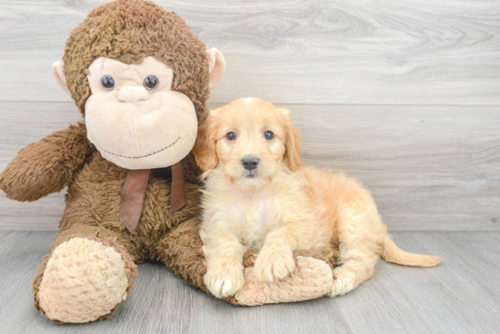 Sweet Mini Goldendoodle Baby