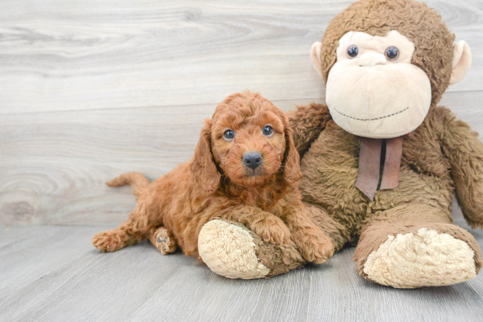 Mini Goldendoodle Puppy for Adoption