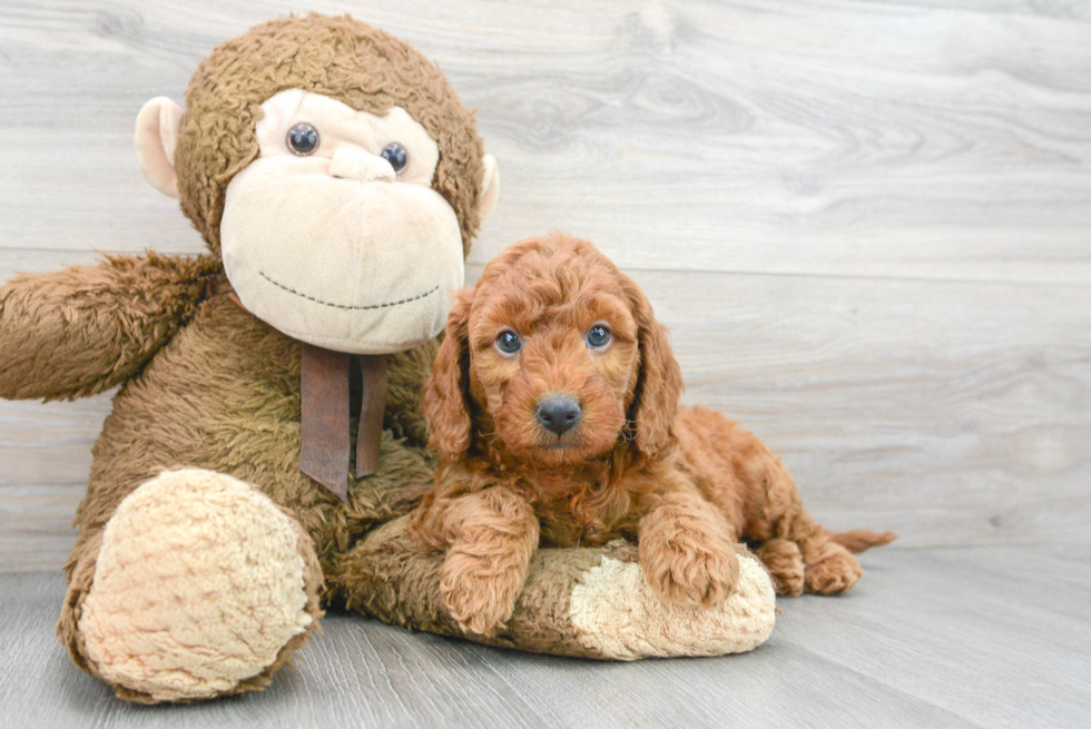 Mini Goldendoodle Pup Being Cute