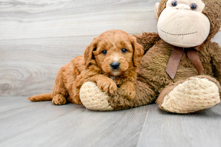 Mini Goldendoodle Puppy for Adoption