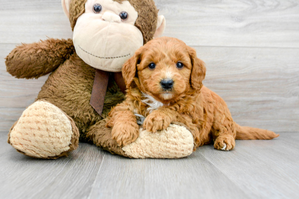 Popular Mini Goldendoodle Poodle Mix Pup