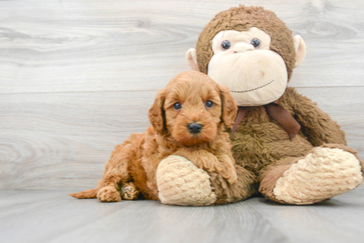 Mini Goldendoodle Puppy for Adoption