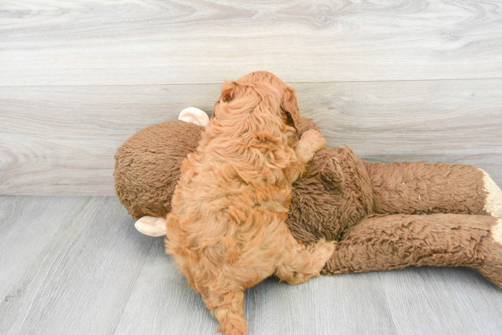 Mini Goldendoodle Puppy for Adoption