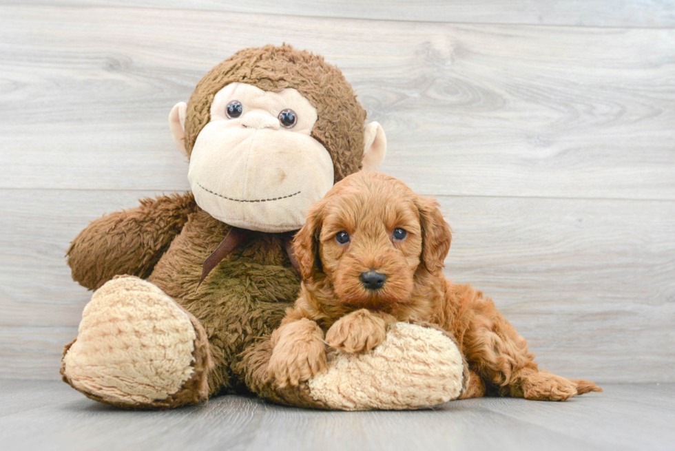 Sweet Mini Goldendoodle Baby