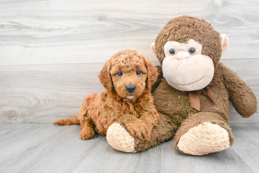 Mini Goldendoodle Puppy for Adoption