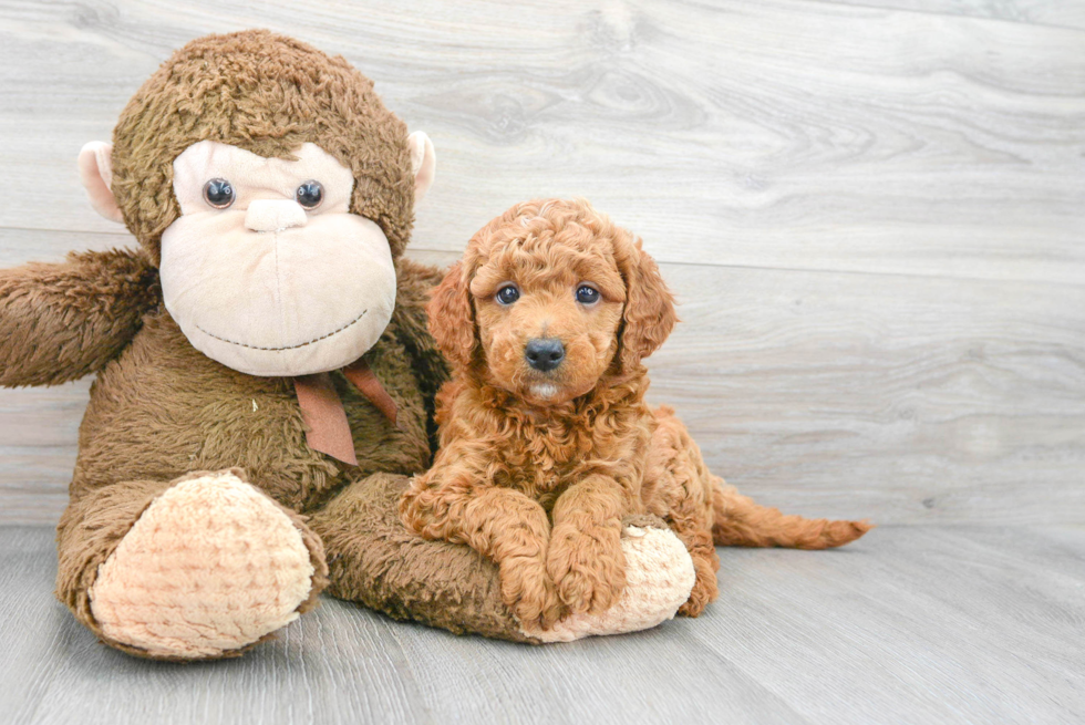 Petite Mini Goldendoodle Poodle Mix Pup